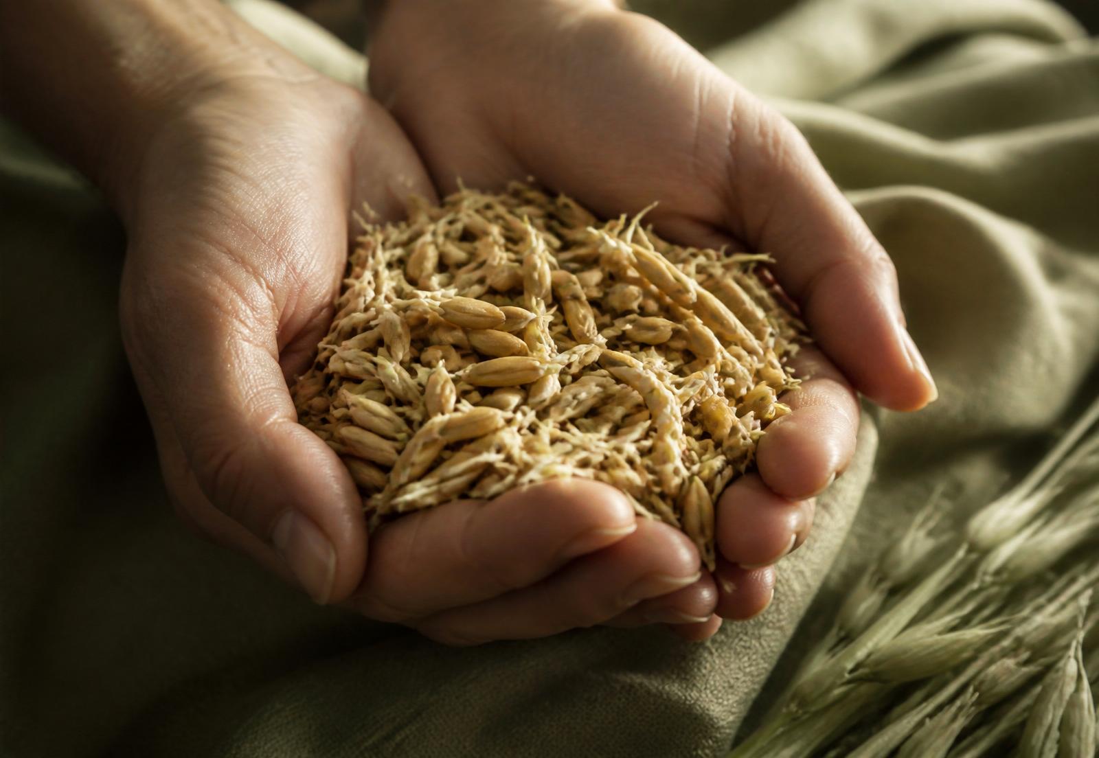 Hands holding sprouted oat grains in golden light